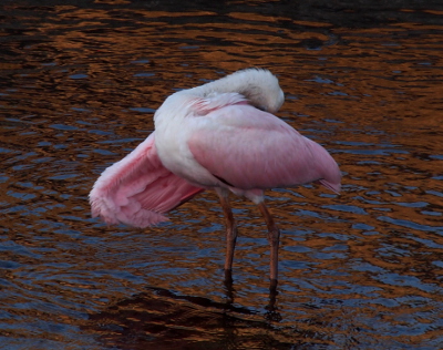 [Bird stands in the water with its head bent back to the side of its body opposite the camera and thus is not seen. The wing on that side is streched forward from its body making very pink feathers visible.]